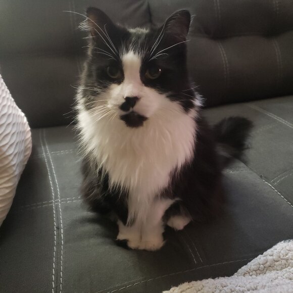 Meet your Posher, Lisa - Picture 1 of 2